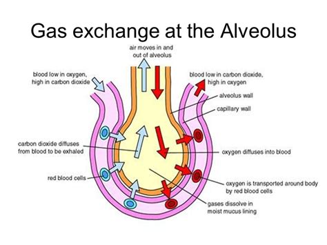 The Role of Gas